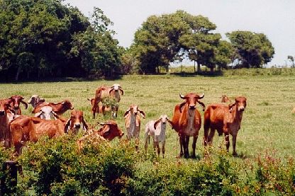 Collegeport, TX - Cattle in the Texas gulf coast