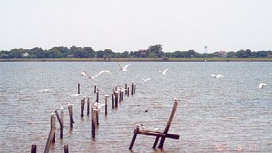 seagulls in Collegeport Tx