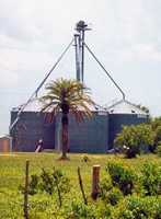 Silos and palm tree in Texas gulf coast