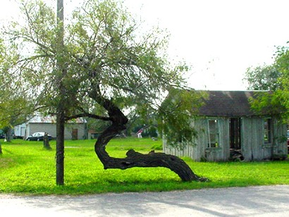 Mesquite tree in Edroy, Texas