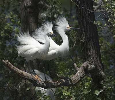 High Island Texas - Snow Egrets