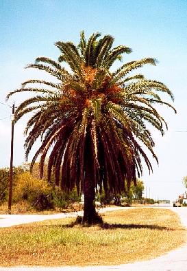Palm tree in Loyola Beach, Texas