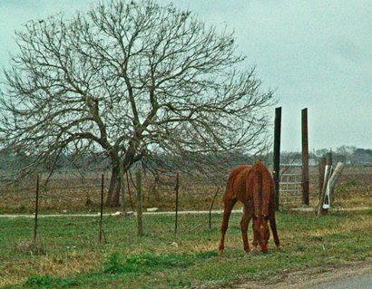 Lozano T exas horse