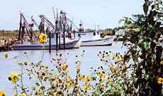 Shrimp boats, Matagorda, Texas