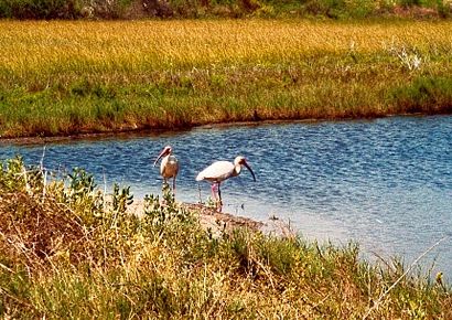 Olivia TX gulf Coast - Ibis in Olivia Haterius Park