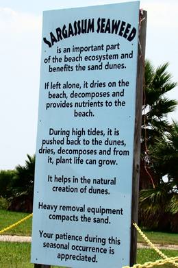 Sargassum Seaweed sign, Quintana Texas  