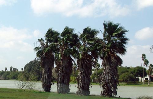 Rancho Viejo, Texas palms