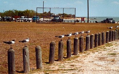 Seagulls in K-Huber Park