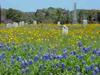Bluebonnets in the Rockport Cemetery 