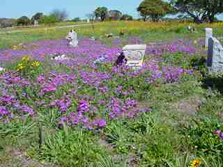 Rockport Cemetery in the Spring
