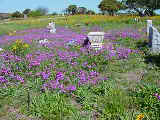 Rockport Cemetery in the Spring