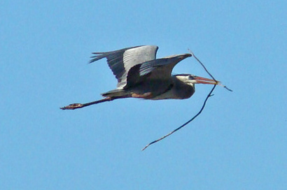 Rockport TX - Blue Heron