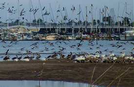 Pelicans and sea gulls in Rockport, Texas