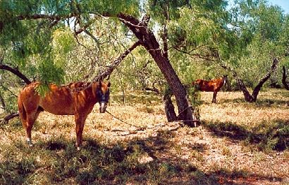 Horses in San Perlita, Texas