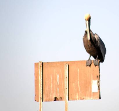 Sargent Tx - Pelican at rest