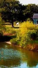 Horse and water in Seadrift Texas