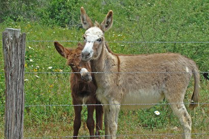 Telferner TX - Donkey Pals