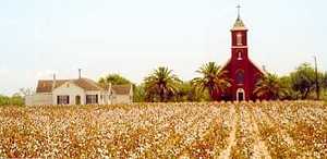 cotton field, church and school
