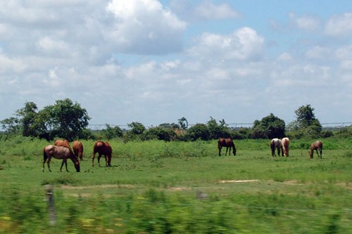 Horses in Wadsworth, Texas
