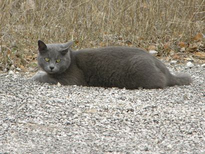 Bergheim Texas Cat