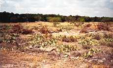 Creek bed of Calf Creek, Texas