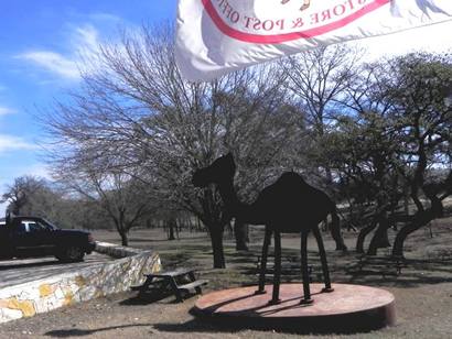 TX - Camel in Camp Verde 