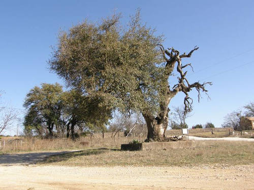 Center City Tx - Heart Of Texas Oak