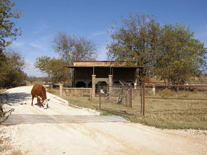 China Creek TX - cow