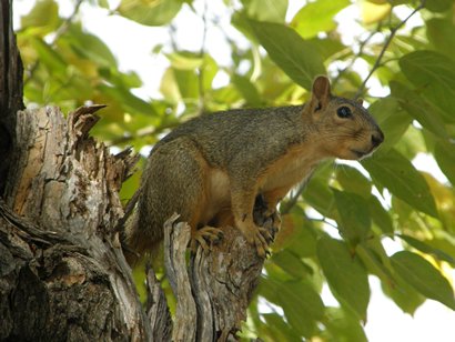 Squirrel in Comfort Texas