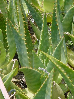 Decker TX Rogers Cemetery  cactus