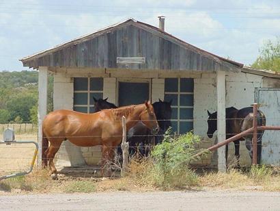 Horses in Oxford Texas hill country between LLano and Fredericksburg