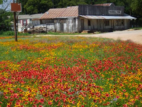 Fredonia, Texas store, post office by field of wildflowers