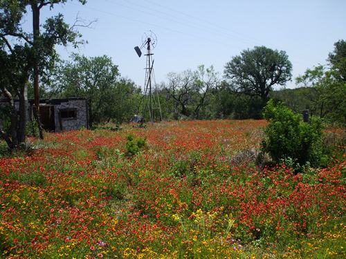 Fredonia TX - wildflowers &  windmill