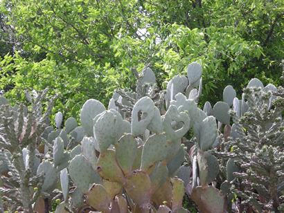Cactus in Granite Shoals TX Lake LBJ 