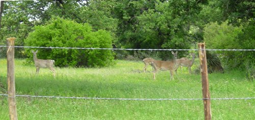  Lake LBJ TX White Tail Deer