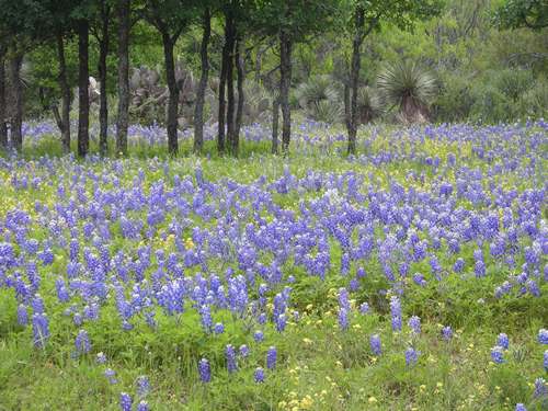 TX Lake LBJ wildflowers bluebonnet 
