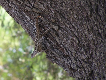 Koockville TX Lizard