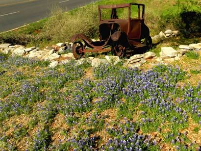 Llano TX - Bluebonnets