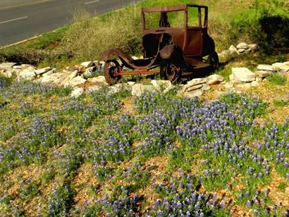 Llano TX - Bluebonnets