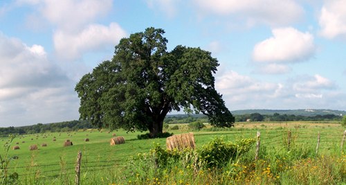Tow Texas lone oak in hay field