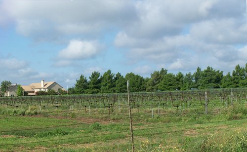 Vineyard near Tow, Texas hill country