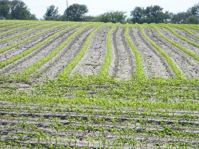 Type TX crop field