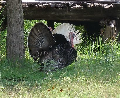 Waring TX - Turkey Strutters