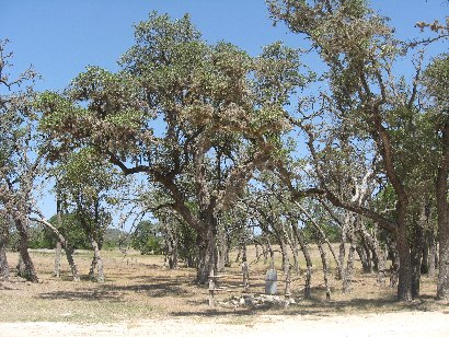 Texas - Bandera Tragedy Tree and marker