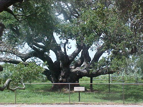 Texas - The Big Tree / Goose Island Oak
