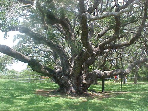 Texas - The Big Tree / Goose Island Oak