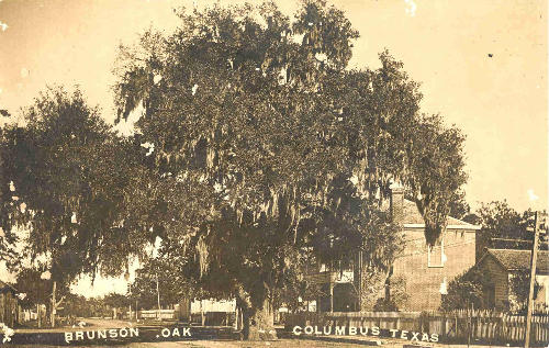 TX  Historic Tree - Columbus Court Oak vintage photo
