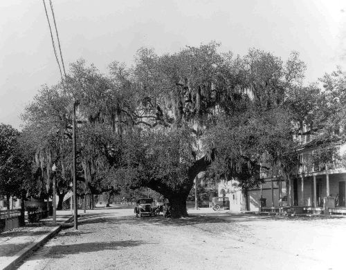 TX  Historic Tree - Columbus Court Oak 