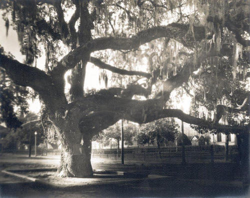 TX  Historic Tree - Colorado County, Columbus Court Oak 