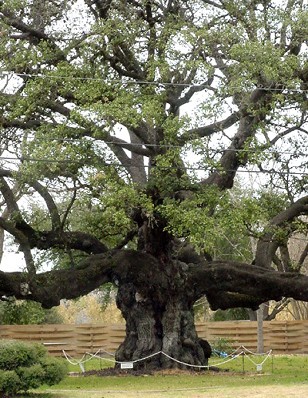 TX Famous Tree - Columbus Oak close up